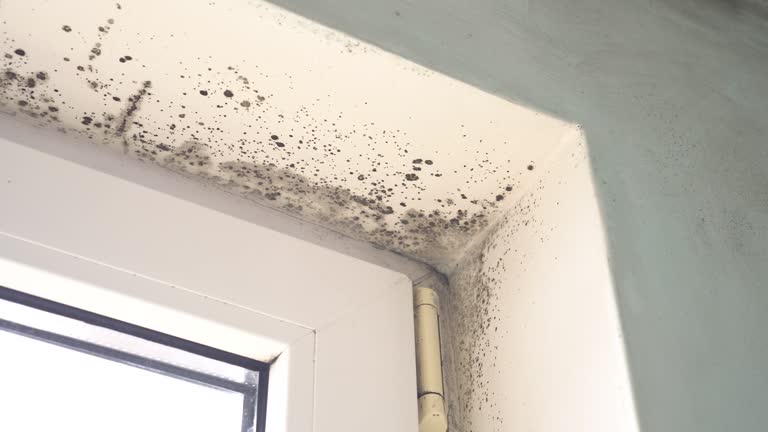 Why You Should Choose Our Mold Remediation Services in Grottoes, VA